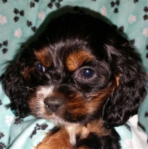 High to low nearest first. Darling Cocker Spaniel puppies for Sale in Portland ...