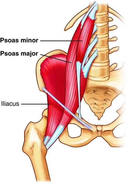 Your Hip Flexors Arent Tight Theyre Overworked Heres What To Do