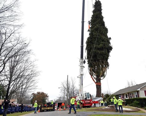 The Rockefeller Center Christmas Tree Has Been Harvested