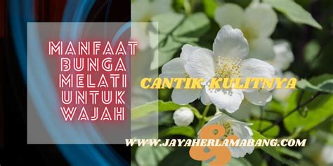 Minyak melati memilki berbagai manfaat, dan antara lain digunakan untuk meningkatkan mood, mengatasi stres dan menyeimbangkan hormon. Manfaat Bunga Melati Untuk Kesehatan Wajah Dan Kecantikan