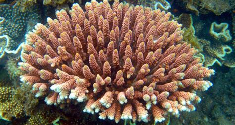 Ocean Heat Waves Are On The Rise — And Killing Coral