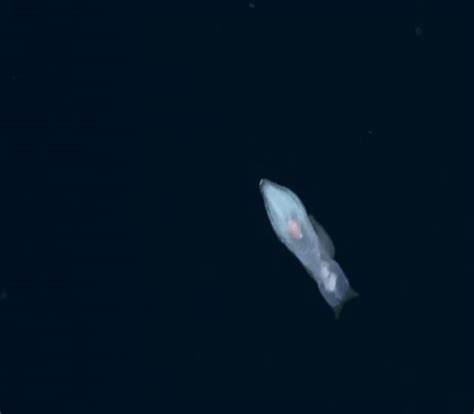 There Are Two Distinct Types Of Pteropods Those With Shells And Those