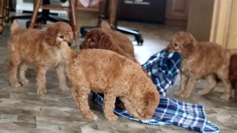 I don't build a parent standard poodle puppies for sale list until parents get closer to mating which i email / call down payment customers on the list below to know if they want to be placed on that new mating list. Standard Poodle Puppies for Sale - YouTube
