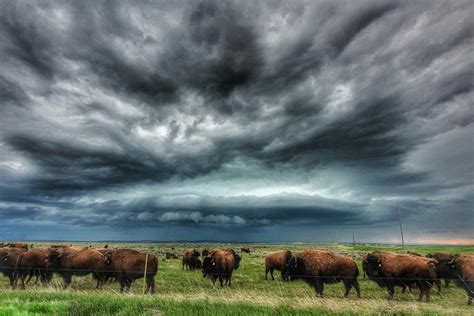 Buffalo Storm 2 Photograph By Tammy Hockhalter Fine Art America
