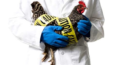Philippines Declares First Ever H5 Bird Flu Outbreak Free Malaysia Today