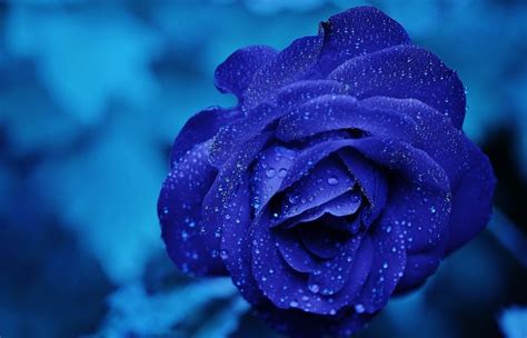 Blue Rose Meaning And Symbolism