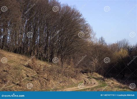 Trail In The Forest In Spring Trees Without Leaves Early Spring Stock