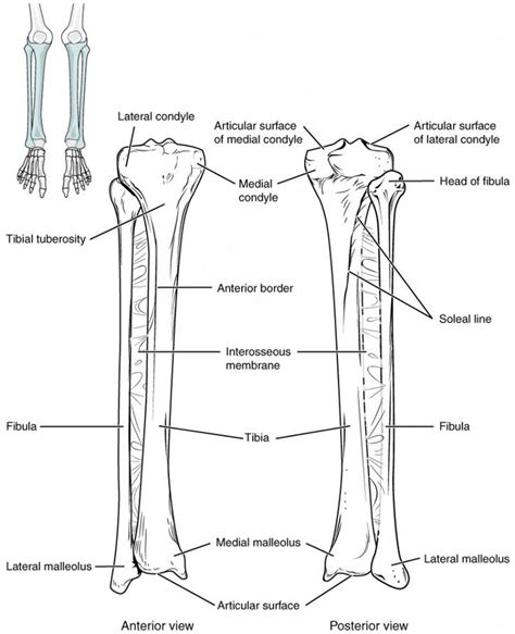 Bones Of The Lower Limb Anatomy And Physiology Lower Limb Anatomy