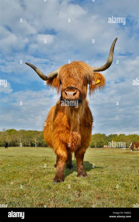 Highland Cow Hi Res Stock Photography And Images Alamy