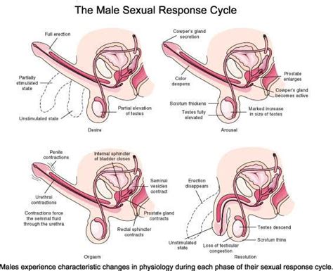 Sexual Response Cycle At University Of Phoenix Studyblue