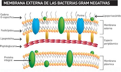 Ciencia Y Desarrollo Membrana Externa De Las Bacterias Gram Negativas