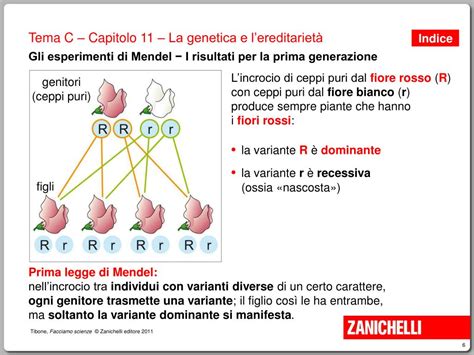 Ppt Lereditarietà Dei Caratteri Powerpoint Presentation Free