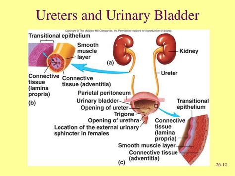 Ppt Human Urogenital System Powerpoint Presentation Free Download