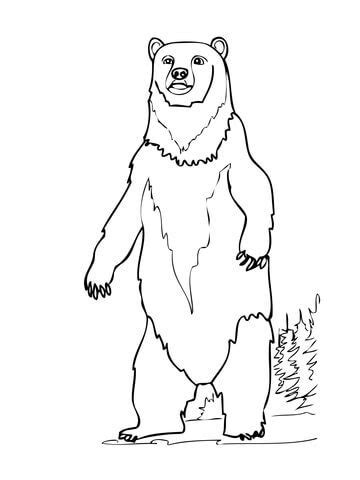 They are classified by doglike mammals. Braunbär Ausmalbilder - Kinder-malvorlagentv.com | Bear ...