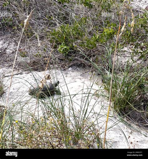A Gopher Tortoise On A Beach In A Florida State Park Stock Photo Alamy