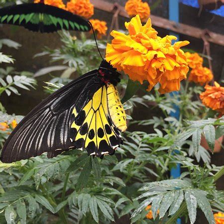 The complex also houses a cafe, souvenir shop and chinese steamboat restaurant with a small parking lot to accommodate visitors. Cameron Highlands Butterfly Garden - 카메론 하일랜즈 - Cameron ...