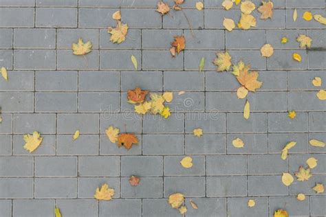 Grey Stone Pavement Texture Paving Stones With Yellow Autumn Leaves