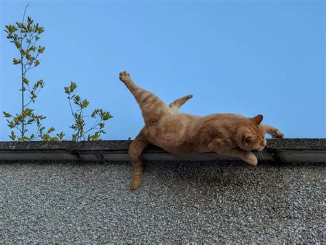 Cat Falling Off Of Wall Rperfecttiming