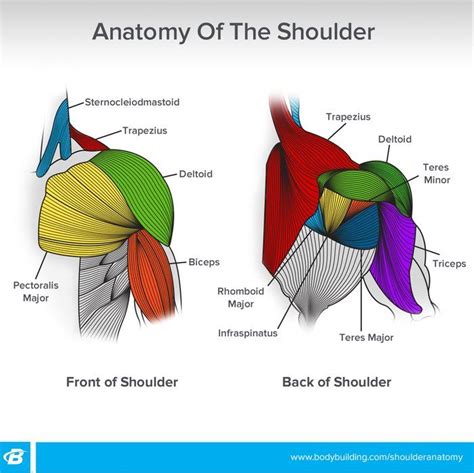 We have collected the best muscle diagram including arm, facial, neck, quadriceps, and shoulder muscle diagrams. Shoulder Workouts For Women: 4 Workouts To Build Size And Shape | Muscle anatomy, Shoulder ...