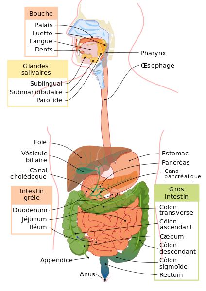 Le système digestif et son anatomie | Alloprof