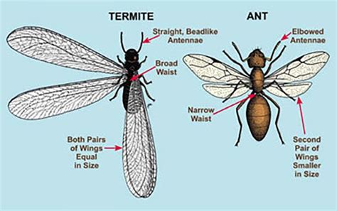 Termite Season Is Here And So Are Termite Swarmers