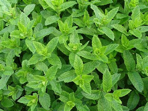 Mentha Piperita M11 1015