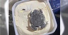 家庭號冰淇淋一開蓋嚇壞 驚見「整隻蟾蜍超完整冰封」 | 國際 | CTWANT