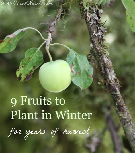Fortified with essential microbes and mycorrhizal it will encourage strong, healthy root growth and bigger, better fruits. When and How to Plant Fruit Trees