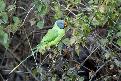 Slaty Headed Parakeet Old World Parrots Psittaculidae Gallery