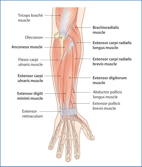 Tendons are delicate groups of connective tissue that append muscles to bones and enable joints to flex and broaden. Posterior Forearm | Basicmedical Key