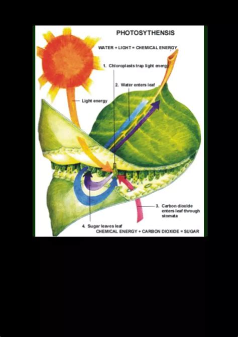 Photosynthesis And Cellular Respiration Edubirdie