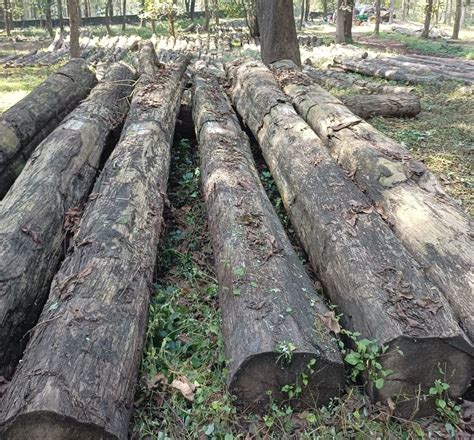 Nilambur Teak Forest Wooden Timber Log At Rs 2000cubic Feet