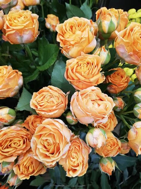 Orange Miniature Garden Roses Stock Image Image Of Beauty Nature