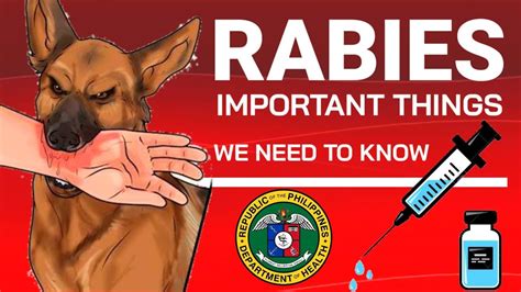 What Is Rabies Virus Symptoms Treatment Causes And Prevention Ph Red Tv Youtube