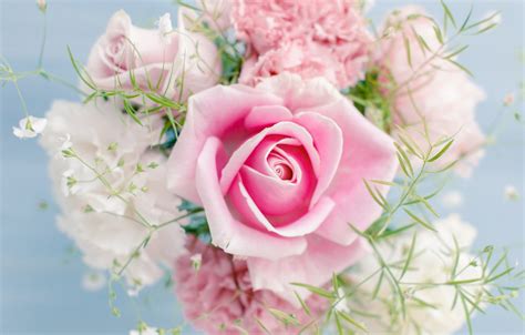 Beautiful Flowers Images Pink Roses Pink Roses Beautiful Flowers