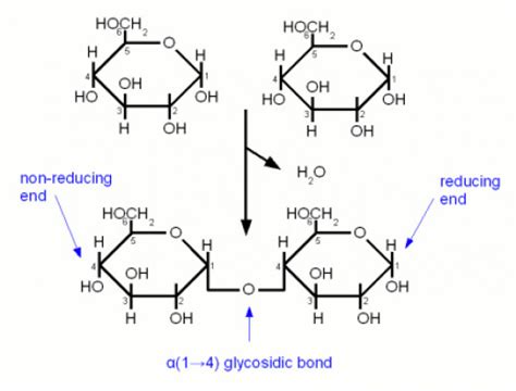 Biomolecules Carbohydrates Hubpages