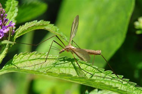 How To Get Rid Of Crane Flies From The Home And Garden Bob Vila
