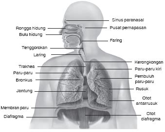 Sistem respirasi yanto hartono pada manusia. Sistem Pernapasan Manusia (Pengertian, Jenis, dan Fungsi ...