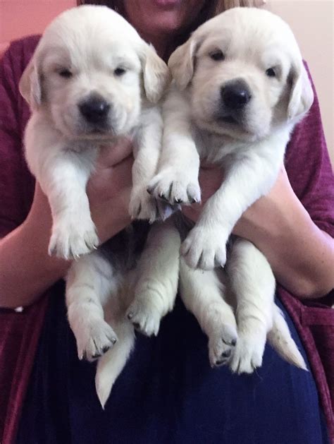 Golden retriever puppies for sale. Golden Retriever Puppies Indiana Cheap - Animal Friends
