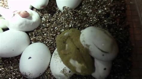 Snake Eggs Hatching Youtube