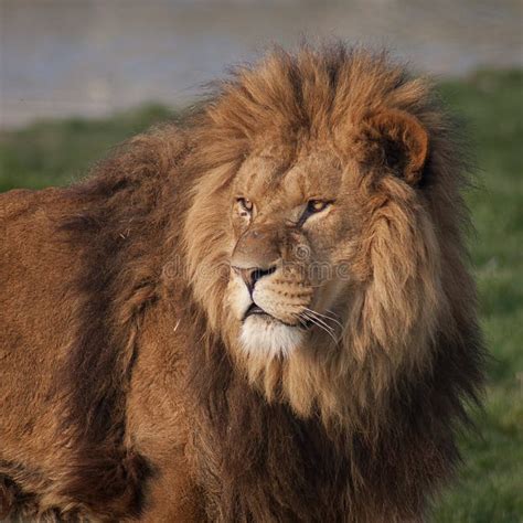 Majestic Lion Stock Image Image Of Landscape Pride 24358715