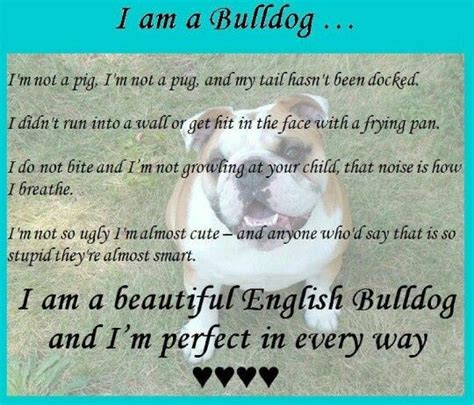 Pin By Caroline Frome On All Things Bulldog