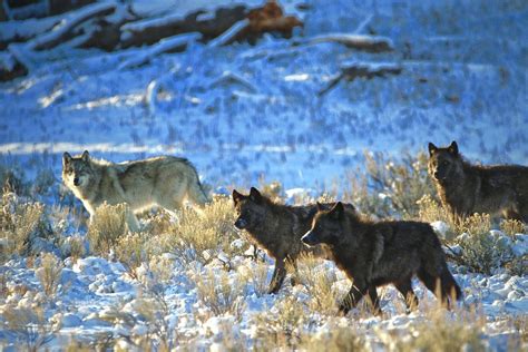 Yellowstone Junction Butte Wolves Smithsonian Photo Contest