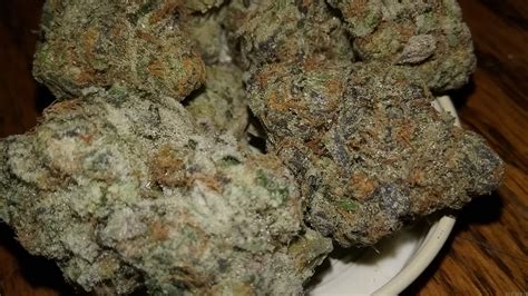 Maybe you would like to learn more about one of these? "Platinum Cookies" (Steckling) :: Cannabis Sorten Infos