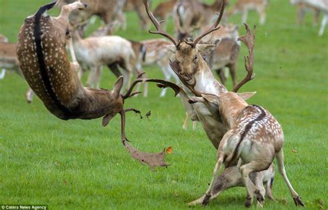 Male Deers Fighting Rpics