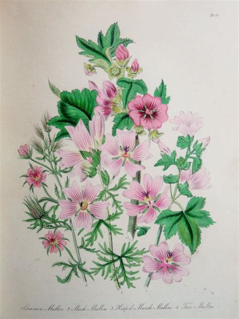 Mrs Loudon 1846 Hand Coloured Antique Botanical By Paperpopinjay