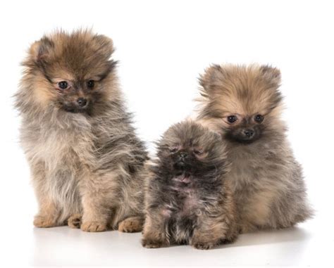 A Group Of Adorable Pomeranian Spitz Puppies Stock Photo By