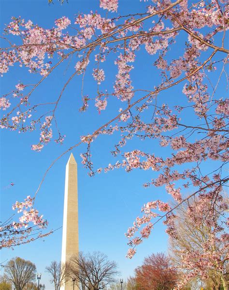 Cherry Blossoms Near The Washington Monument In Dc Monday April 2