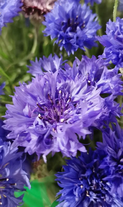 Cornflower Blue Cornflower Flowers And Fillers Flowers By
