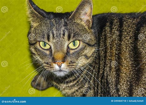 Cat With Green Eyes Relaxes On Green Ground Stock Photo Image Of